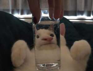 how khema rushisvili train like an olympic weightlifter