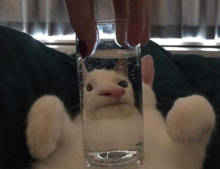 how khema rushisvili train like an olympic weightlifter