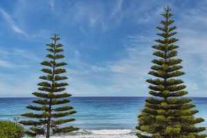 how much is the rogrand525 game on pc