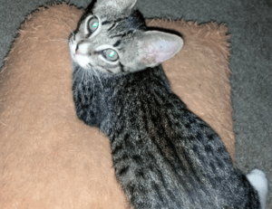 is game greensurvive2004 better on pc