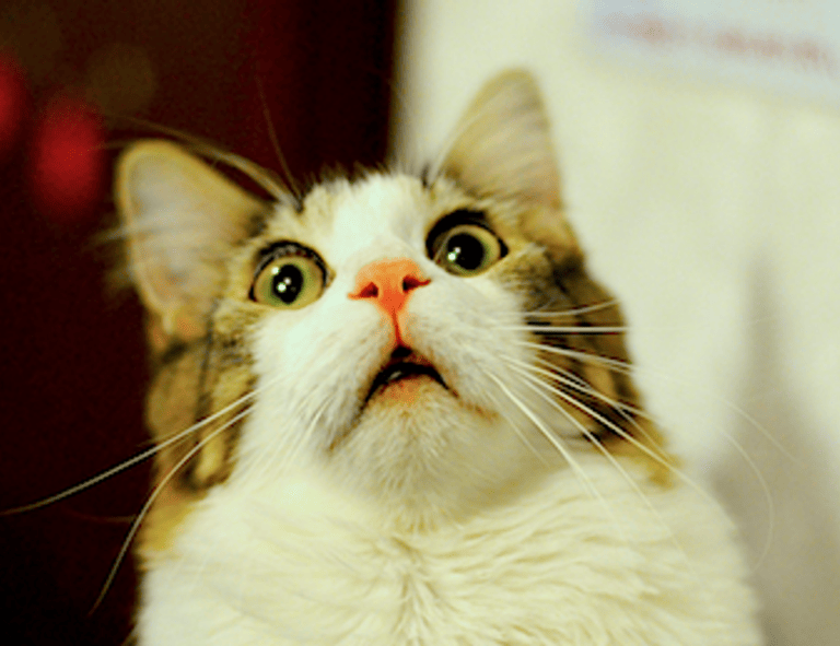 pregnant women lack komatelate