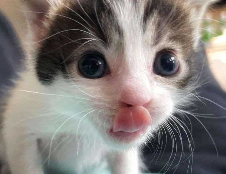 zg 91-565458 in food